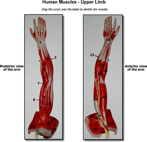 Upper Limb Muscles Human Muscles Upper Limb 600x575 Png Download