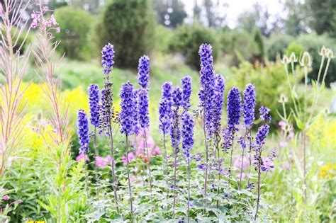 Blue Delphinium Piękne Kwiaty W Letnim Ogrodzie Kwitnące Rośliny Na Wsi