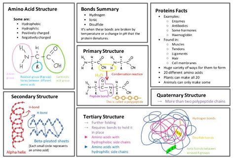 Biology As Level Ocr Proteins Revision A Level Biology Biochemistry