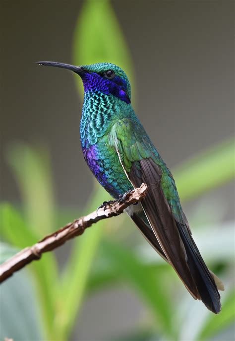 Free Images Nature Bird Wing Green Beak Tropical Hummingbird