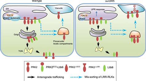 Endoplasmic Reticulum Sorting Of Lrr Receptor Kinases Cbirt