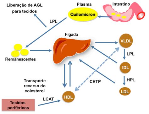 As Estatinas Terapia Usada Nas Dislipidemias Colunistas Sanarmed