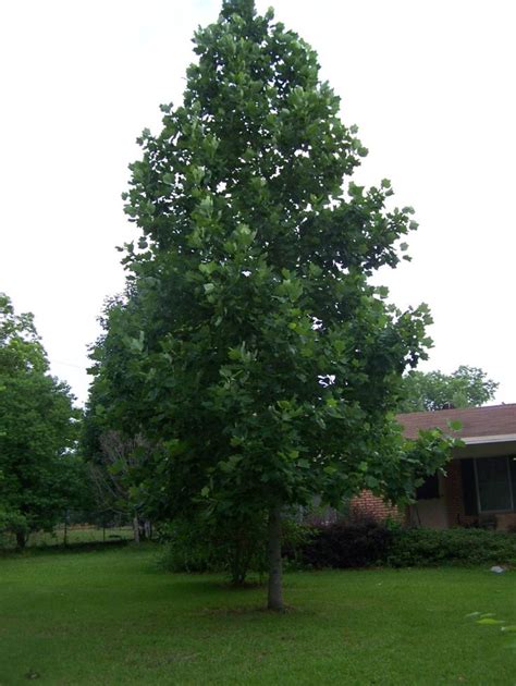 Poplar Tree Types, Search.myway.com | Tree, Poplar tree, Garden landscaping