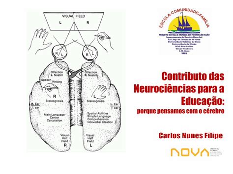 Pdf Contributo Das Neuroci Ncias Para A Educa O Ncias E Educa O