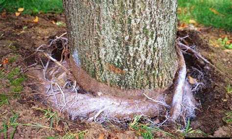 Danger Mulch Volcanoes Kill Trees Buffalo