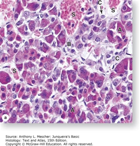 Microscopy Midterm Review Flashcards Quizlet