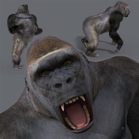 D Model King Kong Silverback Gorilla K D Animated Turbosquid