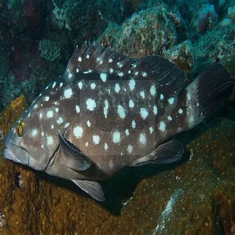 Exquisite Groupers Collection Dive Into Biodiversity Marine World