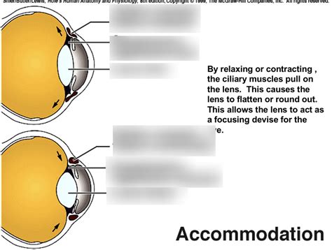 ciliary muscles Diagram | Quizlet