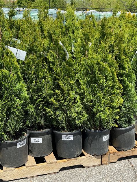 How to Plant Emerald Green Arborvitae Shrubs in Pots - Life Love Larson