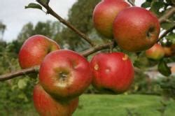 Buy Apple Trees Cooking Varieties Online Crj Fruit Trees Nursery Uk