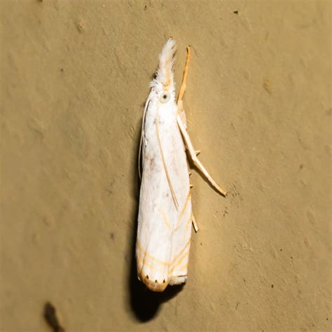 Maryland Biodiversity Project Small White Grass Veneer Moth Crambus