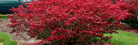 Бересклет европейский – яркий декоративный кустарник.