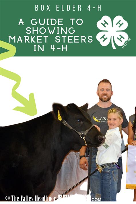 Market Steer 4 H In 2021 Show Cows Showing Livestock Show Cattle