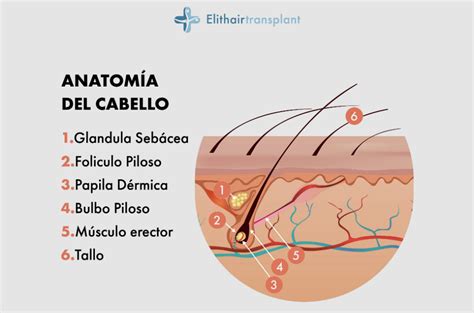 Fol Culo Piloso Qu Es Qu Rol Cumple En Un Implante Capilar