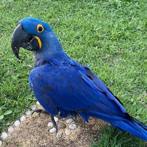 Hyacinth Macaw Parrot For Sale Exoticglobalbirdsfarm