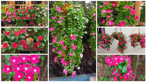 Hanging Vinca Sale Video Madeena Home Garden Youtube