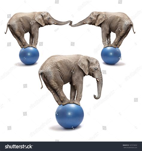 African Elephants (Loxodonta Africana) Balancing On A Blue Balls. Stock ...