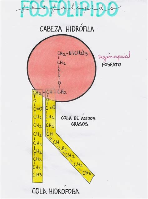 Fosfolípido. | Experimentos cientificos para secundaria, Apuntes de ...