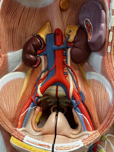 Torso A A P2 Lab Exam 3 TO Diagram Quizlet