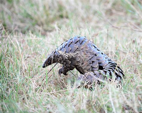 Why Pangolins Matter: Protecting the World's Most Endangered Mammal