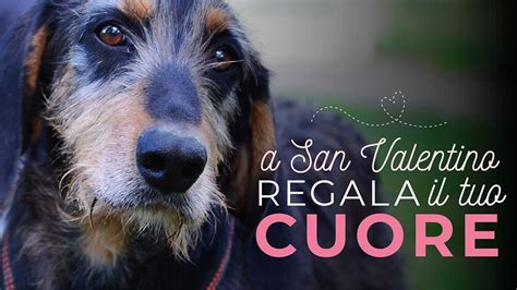 Rifugio Del Cane Di Rubano Parte L Iniziativa A San Valentino Regala