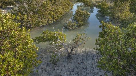 Al Thakira Mangroves Qatars Hidden Natural Treasure Qatar Living