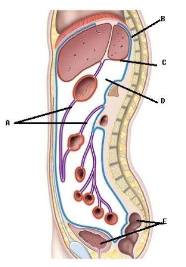 This Is A Sagittal Section Through The Abdominopelvic Cavity What