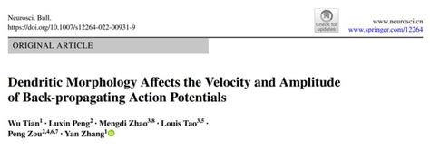 Nb：北京大学团队揭示树突形态学对回传动作电位速度和峰值的影响 北京市 北京大学 新浪新闻