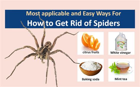 Some Most Applicable And Easy Ways For How To Get Rid Of Spiders Arbkan