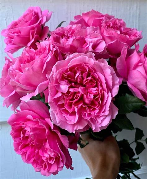 Marcus Hook Florist – Flowers for all Occasions