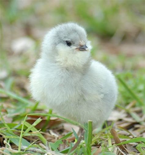 10+ Lavender Ameraucana & Split Lavender Ameraucana Hatching Eggs ...