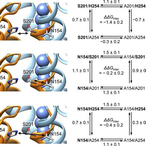 Double Mutant Cycle Analysis To Measure The Side Chain Interaction