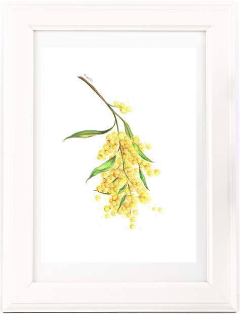 Yellow Wattle Flower Drawing Print Australian Native Flower Etsy