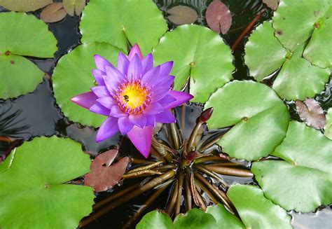 Nymphaea Stellata