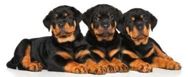 Rottweiler Size Chart | Growth & Weight Chart