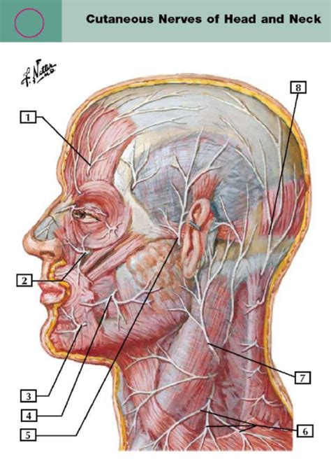 Cutaneous Nerves Of Head And Neck Diagram Quizlet