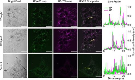 Multiphoton Characterization And Live Cell Imaging Using Fluorescent