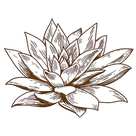 Premium Vector Engraving Illustration Of Succulent Echeveria