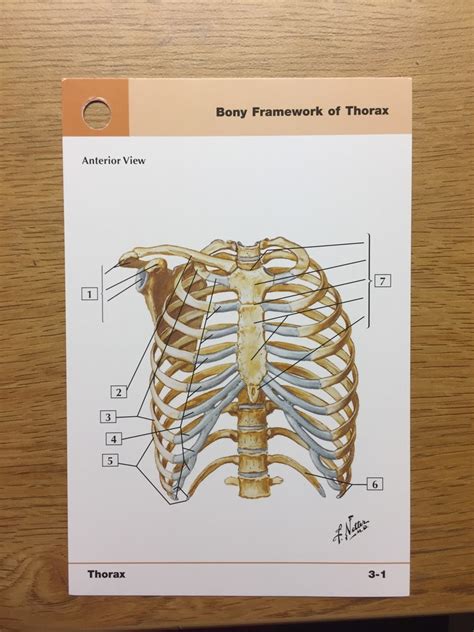 Bony Framework Of Thorax Diagram Quizlet