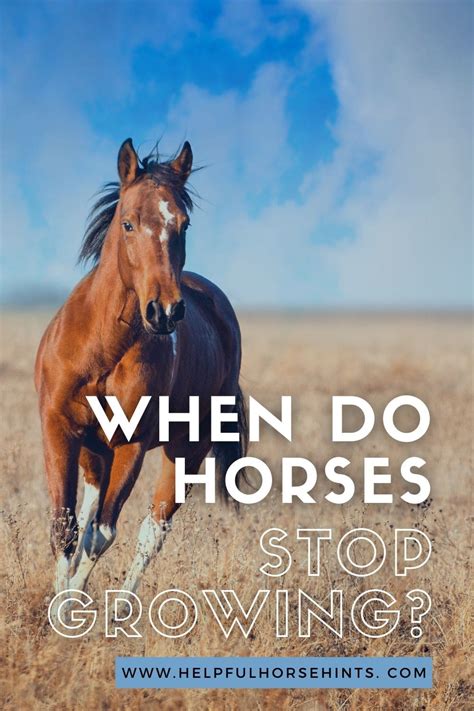 When Do Horses Stop Growing Helpful Horse Hints