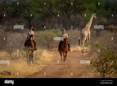 Blonde And Brunette Southern Giraffe On Track Stock Photo Alamy