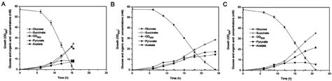 Physiological Features Of Succinate Producing C Glutamicum Atcc 13032