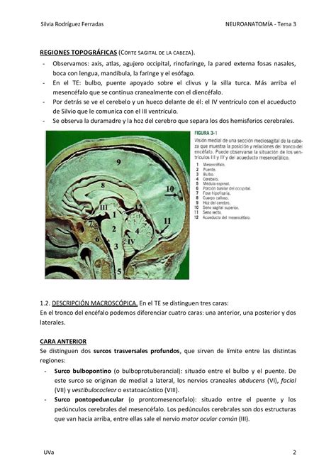 Solution Tema Tronco Del Enc Falo Studypool