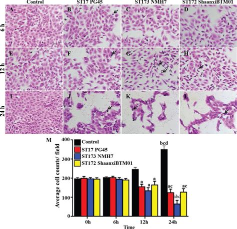 Mycoplasma Bovis Generated Reactive Oxygen Species And Induced