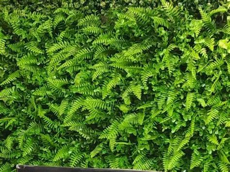 Artificial Vertical Gardens Artificial Green Wall Wholesaler From