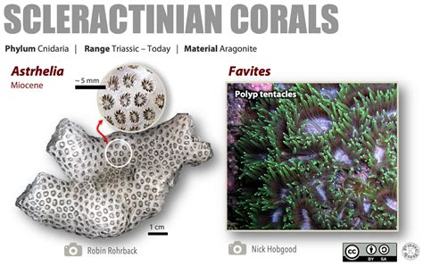 Fossils of the Paleozoic: Phylum Cnidaria (The Corals) – Laboratory Manual for Earth History