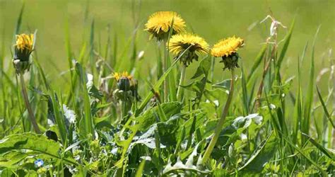 Prevent Winter Weeds With Fall Pre Emergent Weed Control