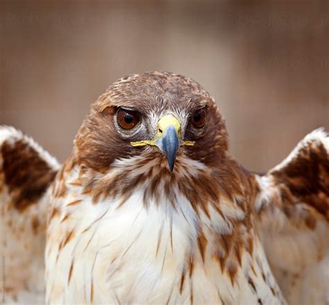 "Red Tailed Hawk Spreading Wings" by Stocksy Contributor "Brandon Alms ...