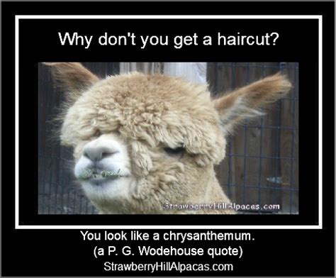 Meme Pictures | Strawberry Hill Alpacas LLC